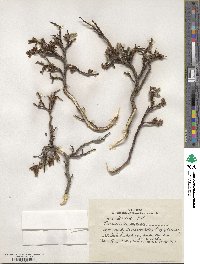 Salix divaricata image