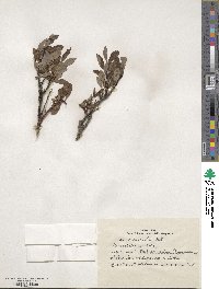 Salix divaricata image