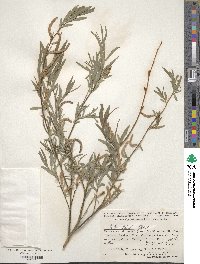 Salix blakii image