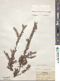 Salix variegata image