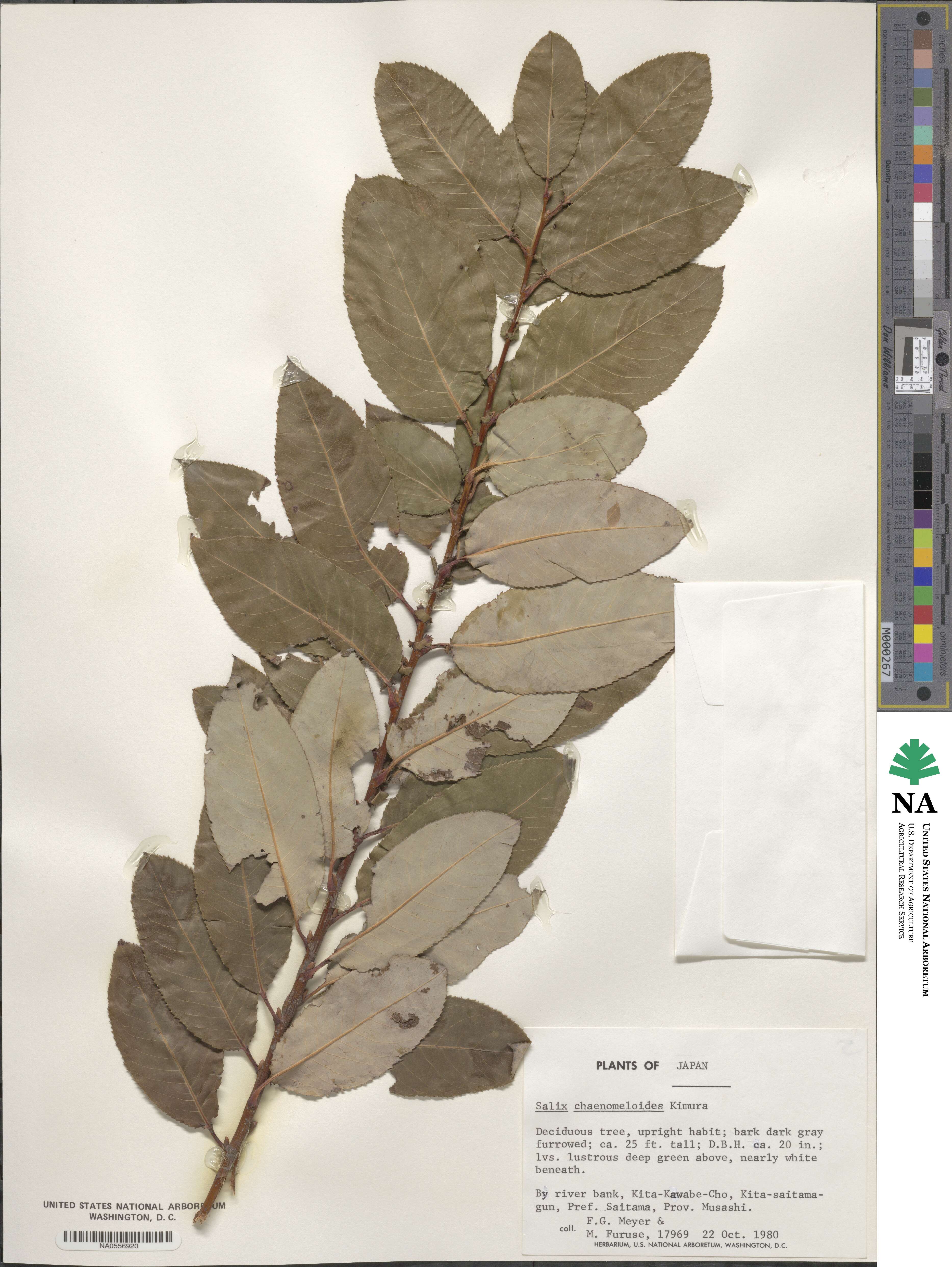 Salix chaenomeloides image