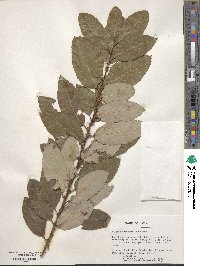 Salix chaenomeloides image