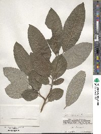 Salix caprea image