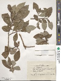 Salix caprea image