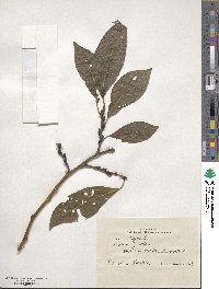 Salix caprea image