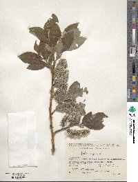 Salix caprea image