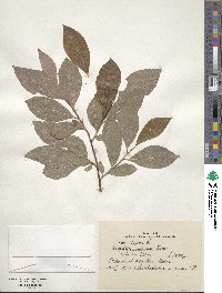 Salix caprea image