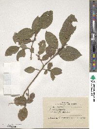 Salix caprea image