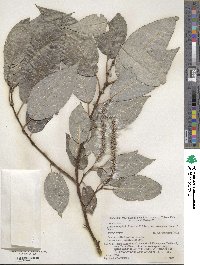 Salix cardiophylla image