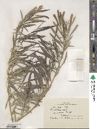 Salix caspica image