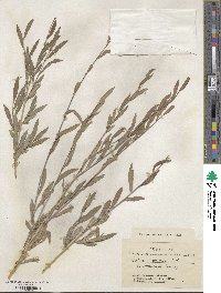 Salix caspica image