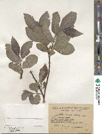 Salix caucasica image