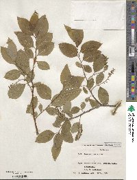 Salix chaenomeloides image