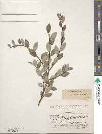 Salix bebbiana image