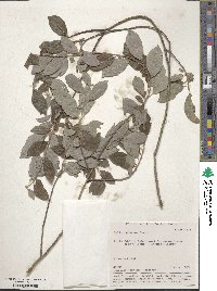 Salix bebbiana image