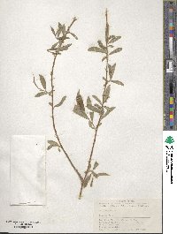 Salix babylonica image