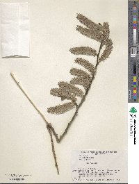 Salix caprea image