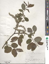 Salix caprea image