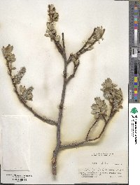 Salix caprea image