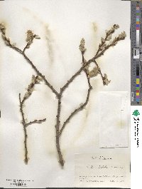 Salix caprea image