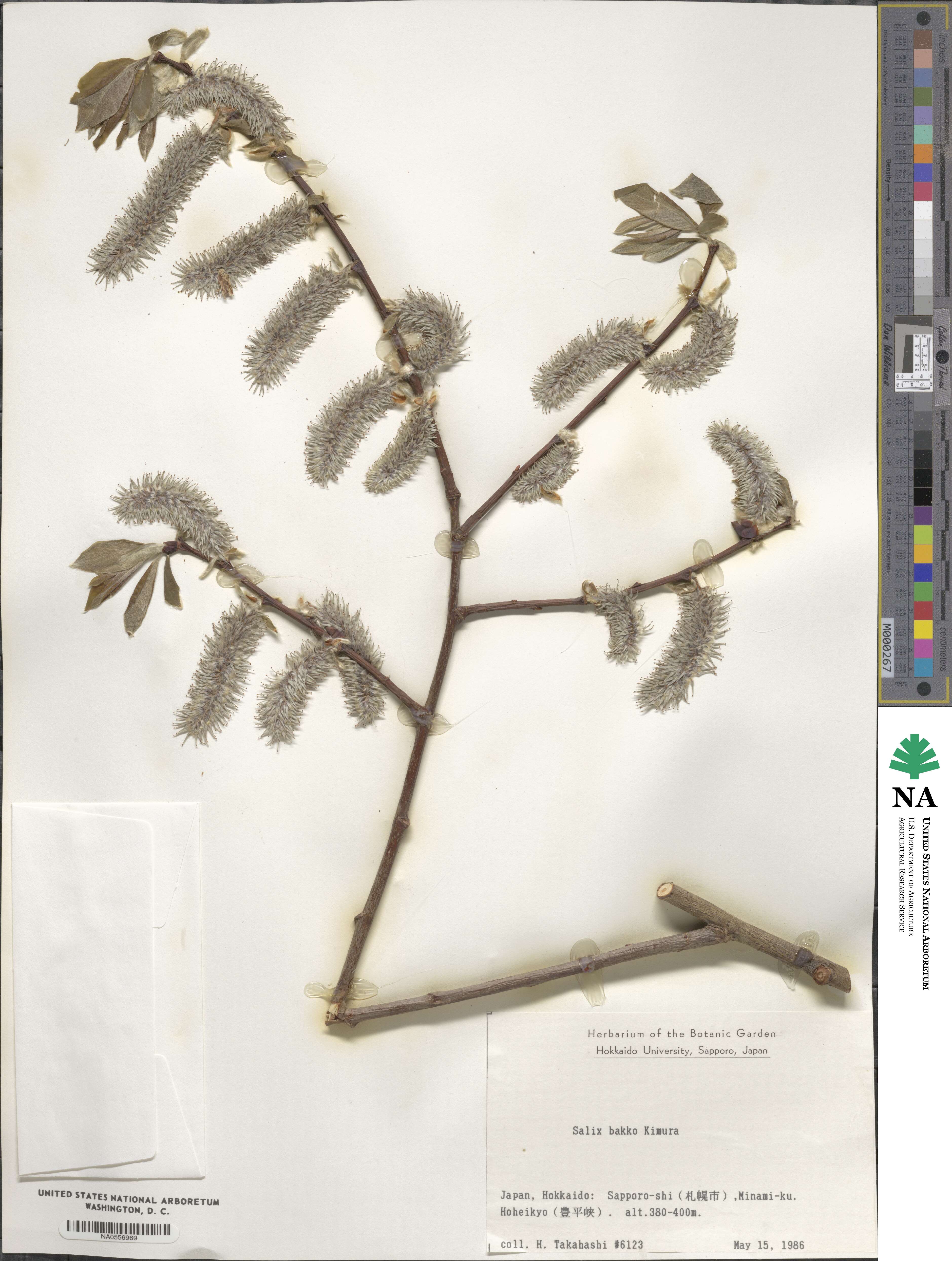 Salix caprea image