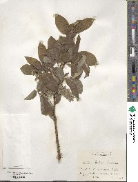 Salix caprea image