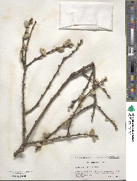 Salix caprea image