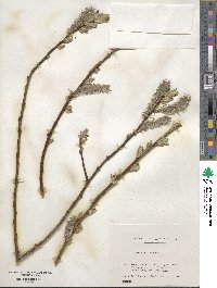 Salix caprea image