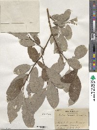 Salix caprea image