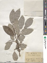 Salix caprea image