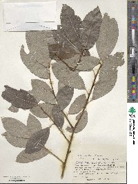 Salix caprea image