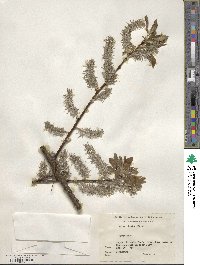 Salix caprea image