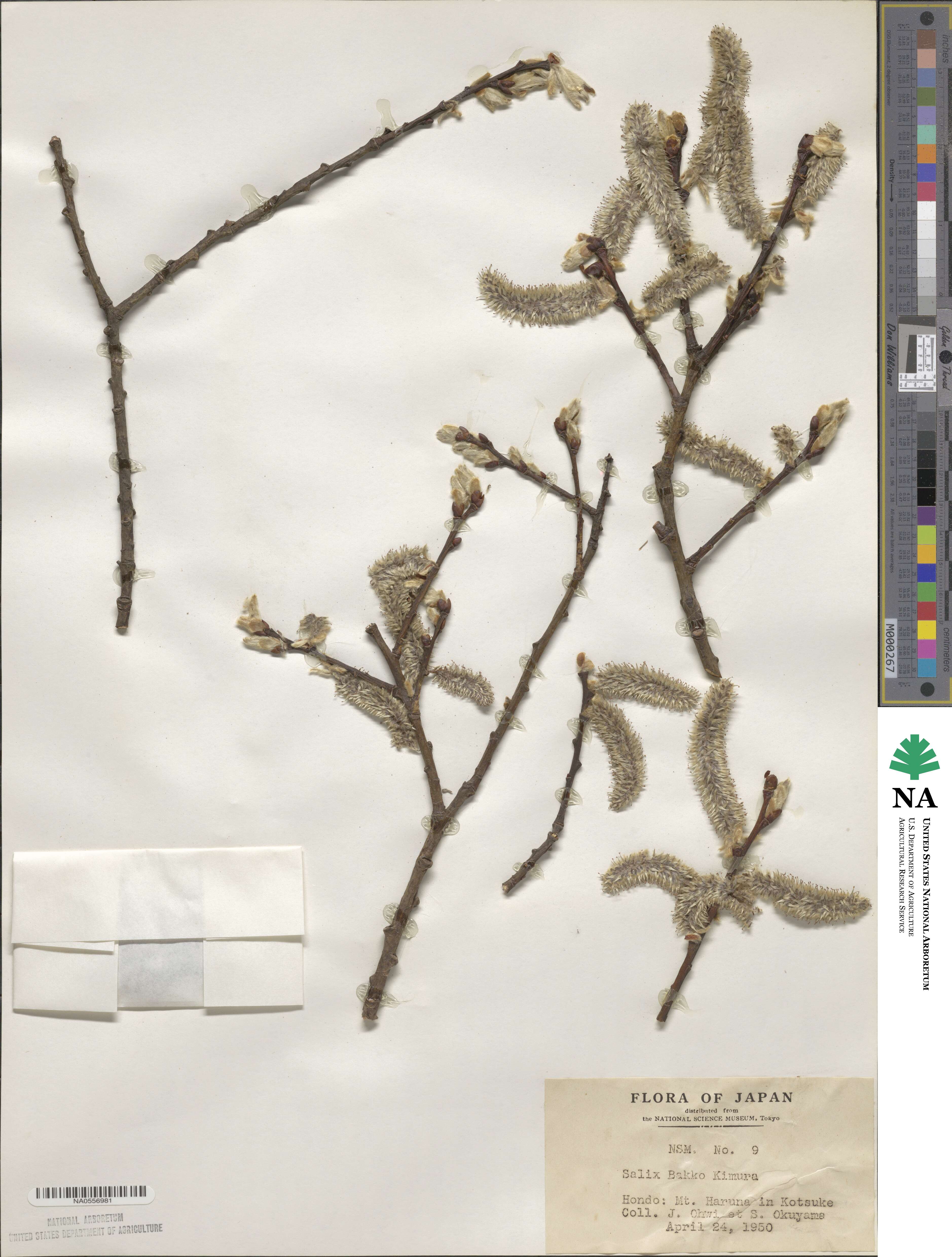 Salix caprea image