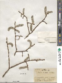 Salix caprea image