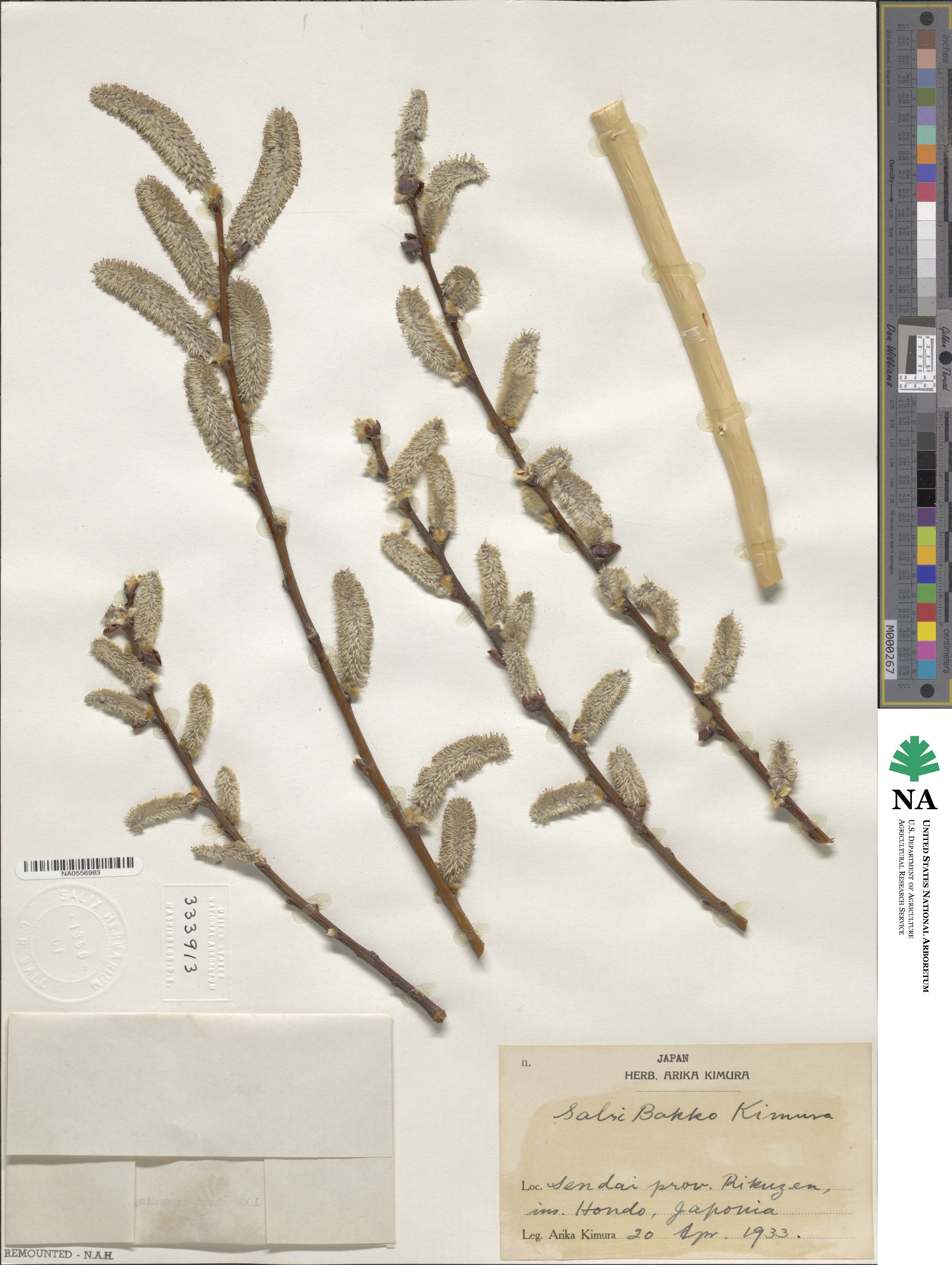 Salix caprea image