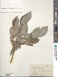 Image of Salix abscondita