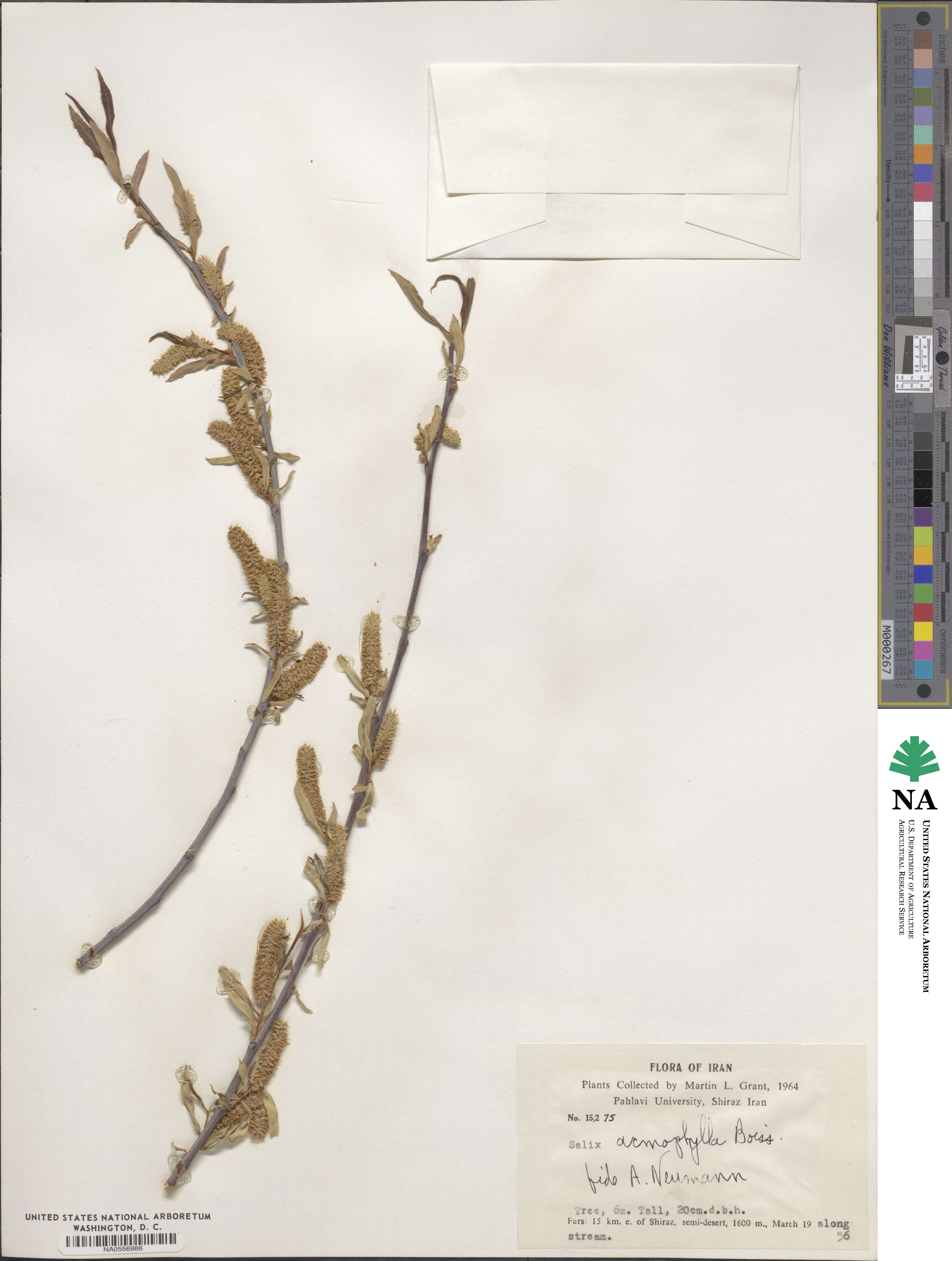 Salix acmophylla image