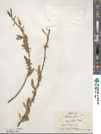 Salix acmophylla image