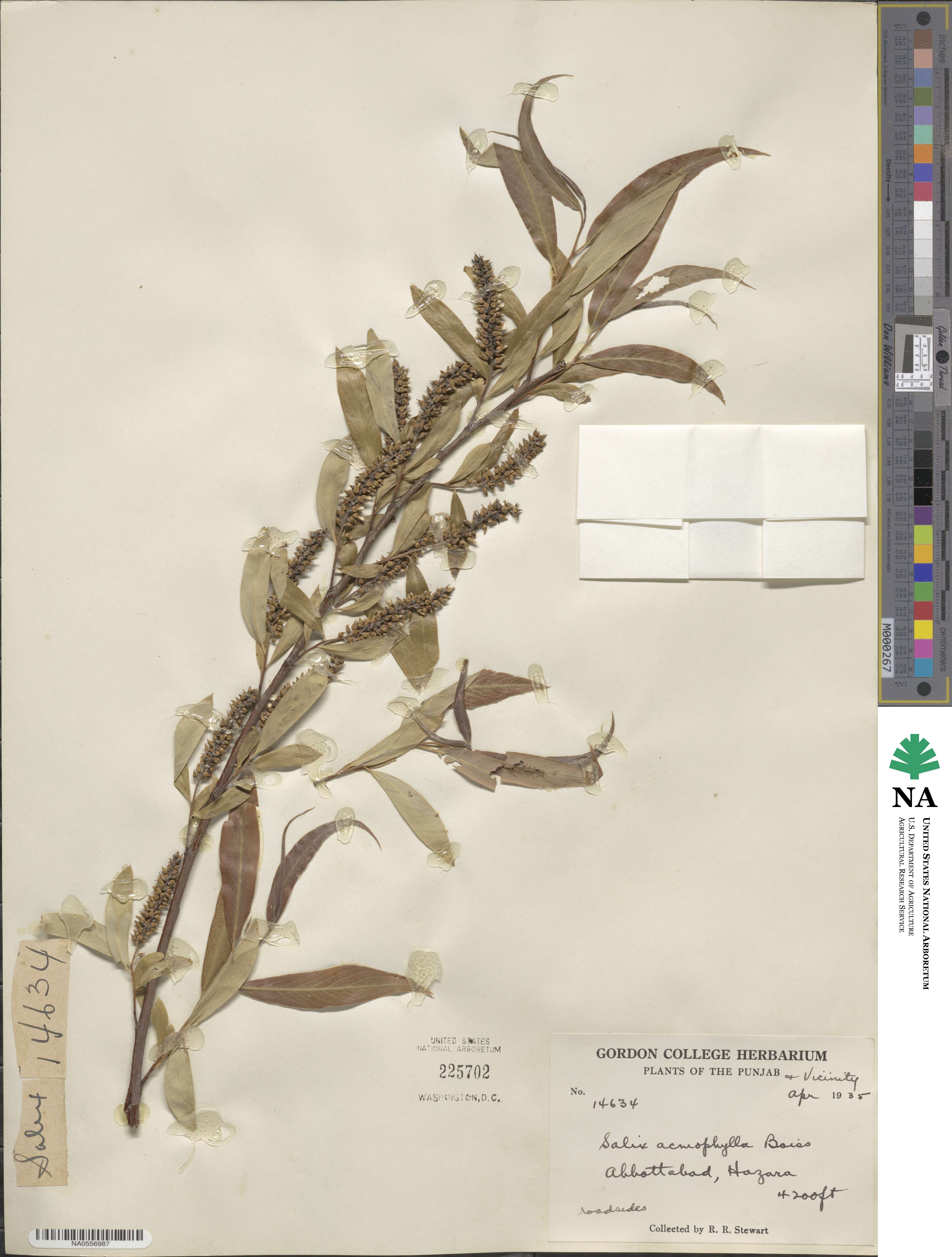 Salix acmophylla image