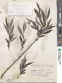 Salix acutifolia image