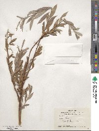 Salix alba image