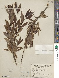 Salix alba image