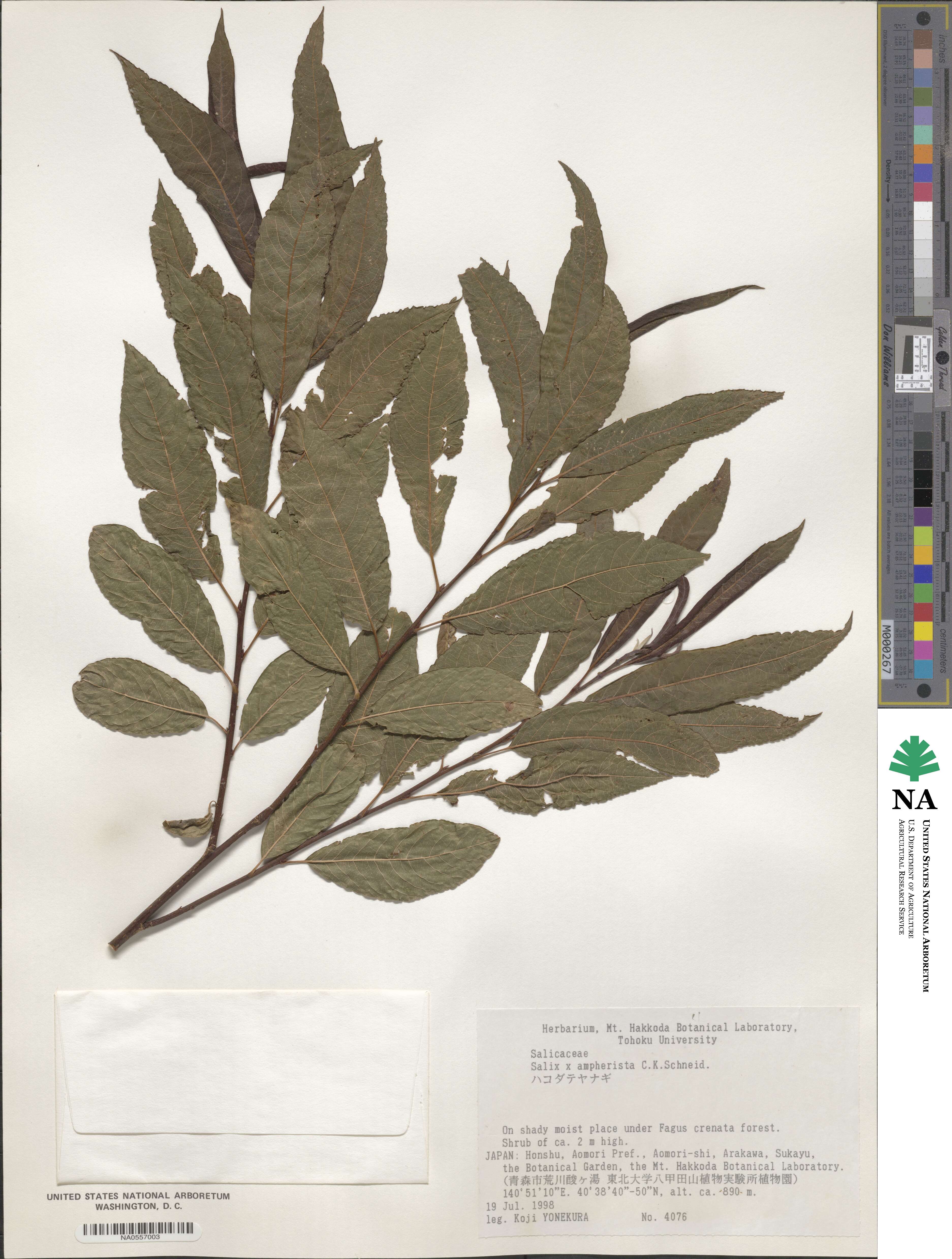 Salix ampherista image