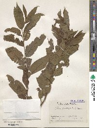 Salix ampherista image