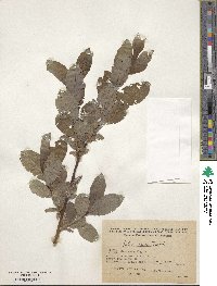 Image of Salix apoda