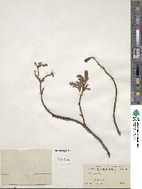 Salix arctica image