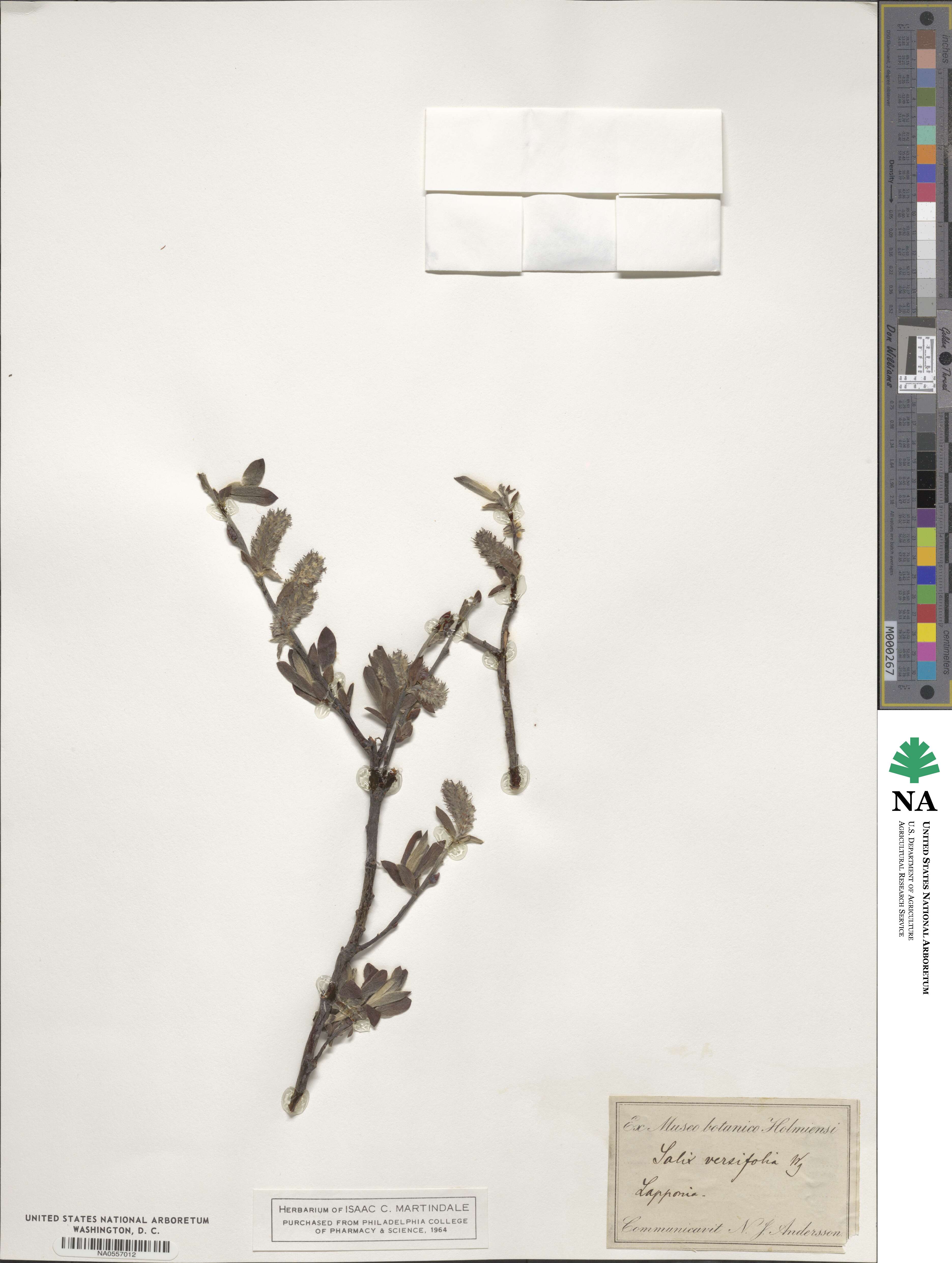 Salix repens image