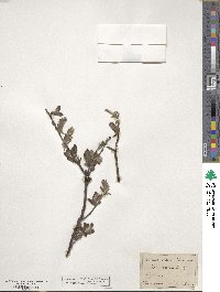 Salix repens subsp. repens image