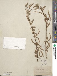 Salix alba image