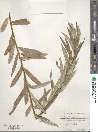 Salix viminalis image